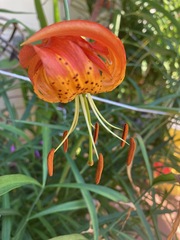 Lilium pardalinum vollmeri
