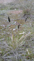 Enneapogon nigricans