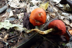 Leratiomyces erythrocephalus