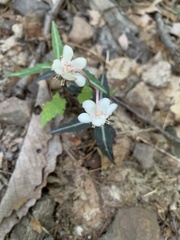 Chimaphila