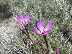 Clarkia lassenensis