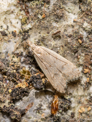 Dichomeris punctidiscellus