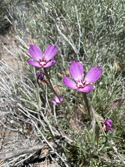 Clarkia lassenensis