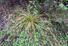Carex solandri
