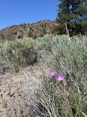 Clarkia lassenensis
