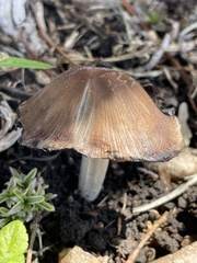 Psathyrellaceae
