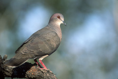 White-Tipped Dove photo 1