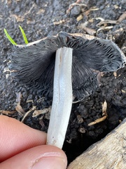 Psathyrellaceae