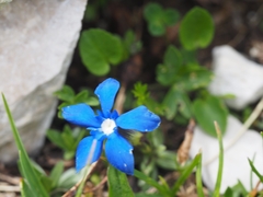 Gentiana verna