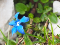 Gentiana verna