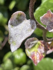 Pseudoidium araliacearum