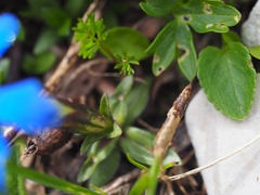 Gentiana verna