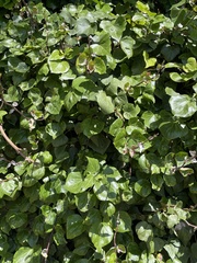 Pseudoidium araliacearum