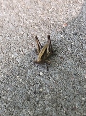 Pholidoptera griseoaptera