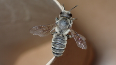 Megachile