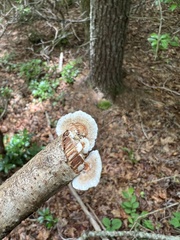 Trametes pavonia