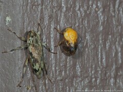 Clastoptera achatina