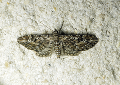 Eupithecia nanata