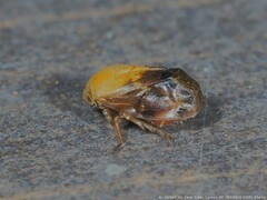 Clastoptera achatina