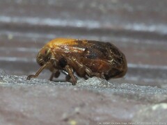 Clastoptera achatina