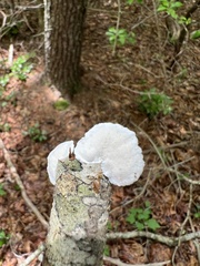 Trametes pavonia