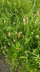 Plantago lanceolata