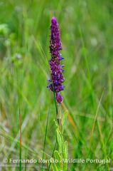 Nepeta tuberosa tuberosa