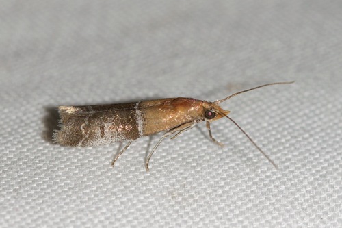 Paler Moodna Moth