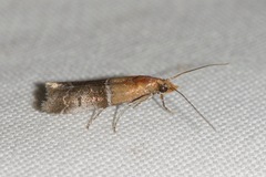 Moodna pallidostrinella