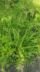 Plantago lanceolata