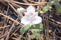 Calochortus coeruleus