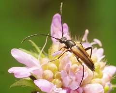Stenurella bifasciata