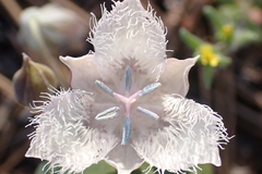 Calochortus coeruleus