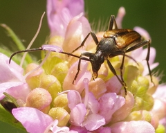 Stenurella bifasciata