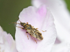 Macroplax vicina