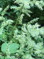 Astilbe biternata