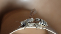 Megachile