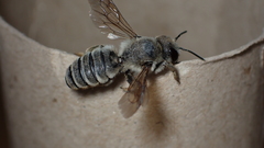 Megachile