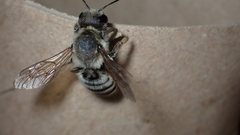 Megachile