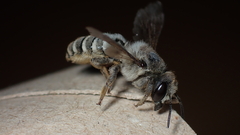 Megachile