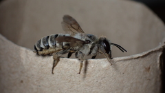 Megachile