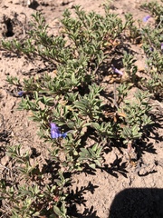 Penstemon caespitosus