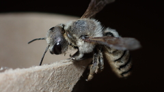 Megachile