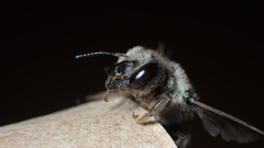 Megachile
