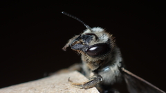 Megachile
