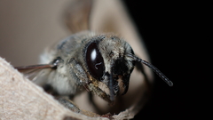 Megachile