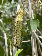 Hemileuca nevadensis