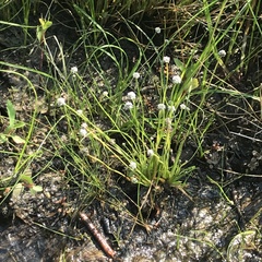Eriocaulon koernickianum