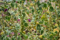 Panoquina errans