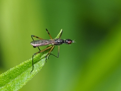 Micropeza corrigiolata